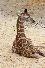 Image showing Giraffe (Giraffa camelopardalis)  