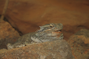 Image showing Bearded Dragon   (Pogona vitticeps) 