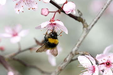 Image showing bumblebee  (Bombus) 