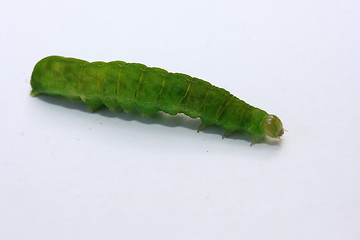 Image showing green caterpillar 