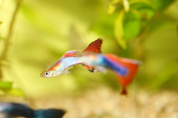 Image showing Guppy   (Poecilia reticulata) 