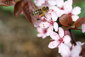 Image showing Pink flower 