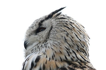 Image showing owl  (Strigiformes)  
