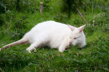 Image showing white Kangaroo 