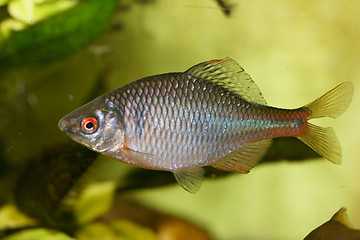 Image showing Fish cyprinidae  (Rhodeus amarus) 