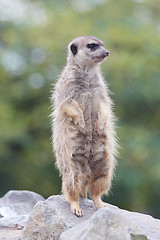 Image showing Meerkat   (Suricata suricatta) 