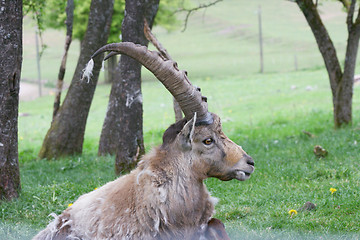 Image showing Capricorn     (Capra ibex) 