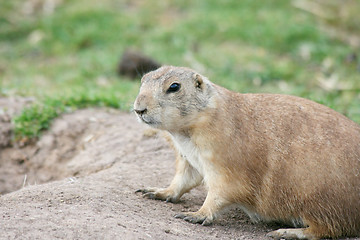 Image showing Prairie dog  (Cynomys)  