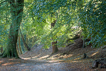 Image showing Woodland Track