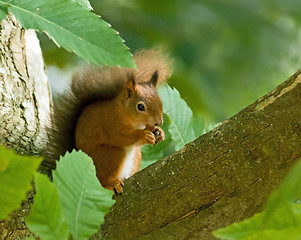 Image showing Red Squirrel in Tree