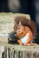 Image showing Red Squirrel on Wall