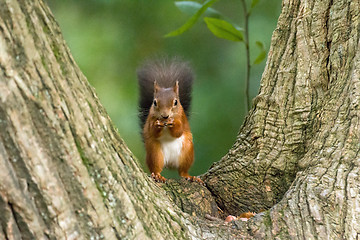 Image showing Red Squirrel in Tree