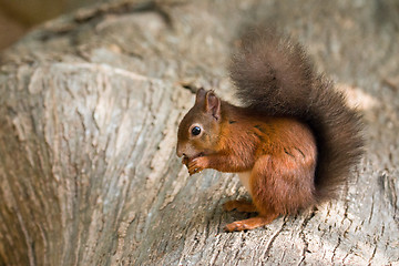 Image showing Red Squirrel on Log