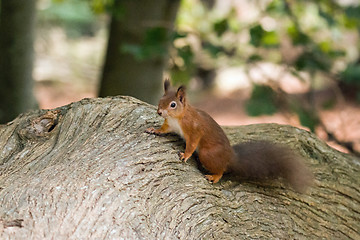 Image showing Red Squirrel on Fallen Tree