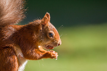 Image showing Red Squirrel with Hazelnut