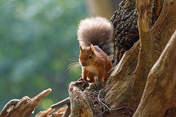 Image showing Red Squirrel Backlit