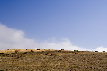 Image showing agriculture field