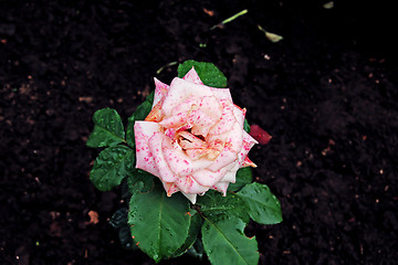 Image showing Rose pink spotted