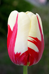 Image showing tulip 