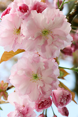 Image showing Japanese flowering cherry  (Prunus serrulata) 