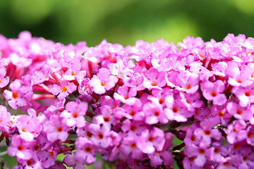 Image showing Butterfly Bush  (Buddleja davidii) 