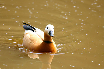 Image showing Ruddy Shelduck   (Tadorna ferruginea)  