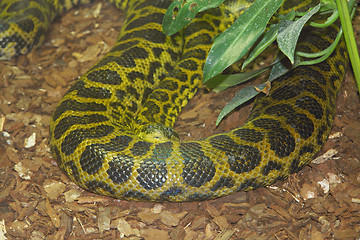 Image showing Yellow anaconda  (Eunectes notaeus) 