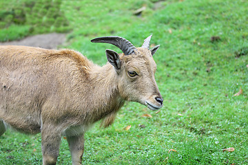 Image showing Capricorn   (Capra ibex) 