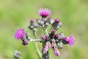 Image showing Milk thistle   (Silybum) 