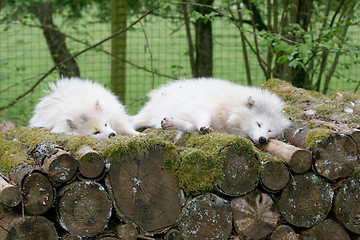 Image showing arctic fox  (Vulpes lagopus) 