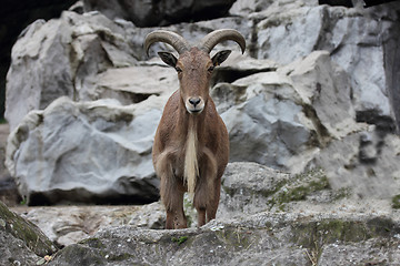 Image showing Barbary sheep  (Ammotragus lervia) 