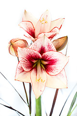 Image showing Abstract photo of a white and red amaryllis flower