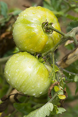 Image showing Tomato