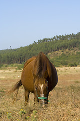 Image showing The Horse