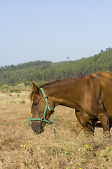 Image showing The Horse