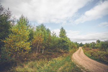 Image showing Birch trees by a nature trail 