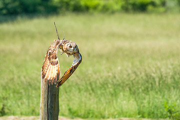 Image showing Horned owl taking off