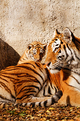 Image showing Tiger mum