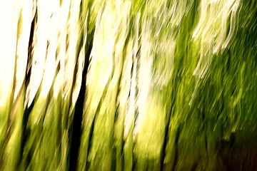 Image showing Blurred trees background