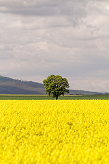 Image showing Colza field