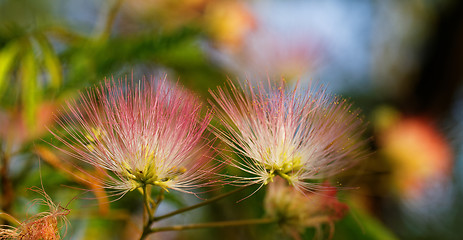 Image showing Flowers of acacia