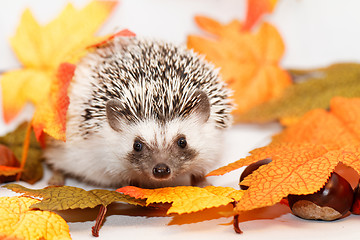 Image showing African white- bellied hedgehog