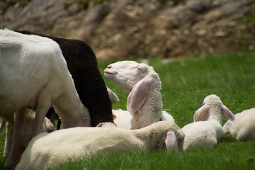 Image showing Sheeps at the Gruenwaldkopf, Obertauern, Austria