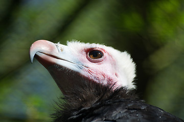 Image showing White-Headed Vulture (Trigonoceps occipitalis)