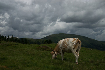 Image showing Cow at the Nock Alp, Austria