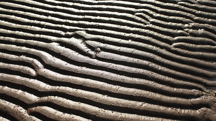 Image showing  sand pattern zebra