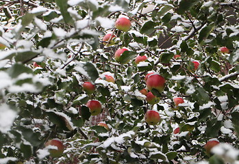 Image showing  Apple orchard under the snow 