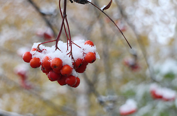 Image showing  bright mountain ash under snow