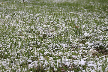 Image showing  green grass covered with snow