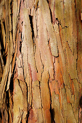 Image showing eucalyptus wood bark texture